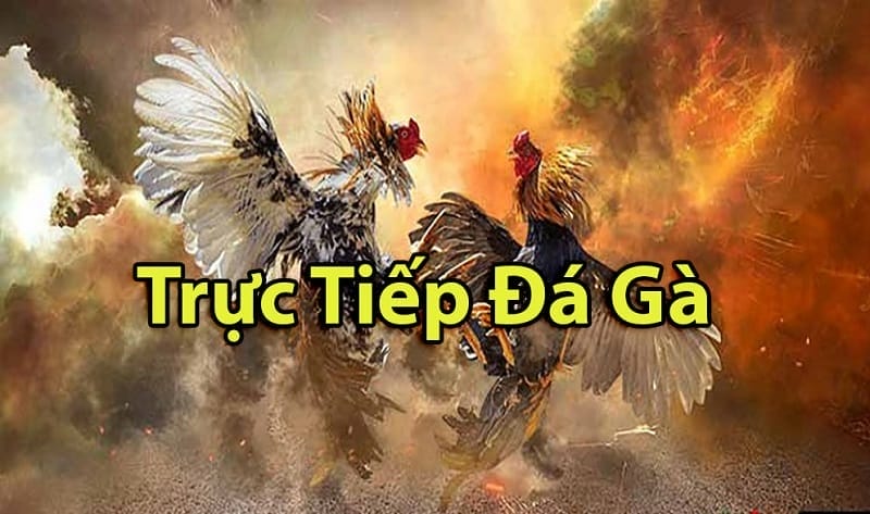 https://c-upc.com.tw/tim-hieu-ve-da-ga-thomo-campuchia/